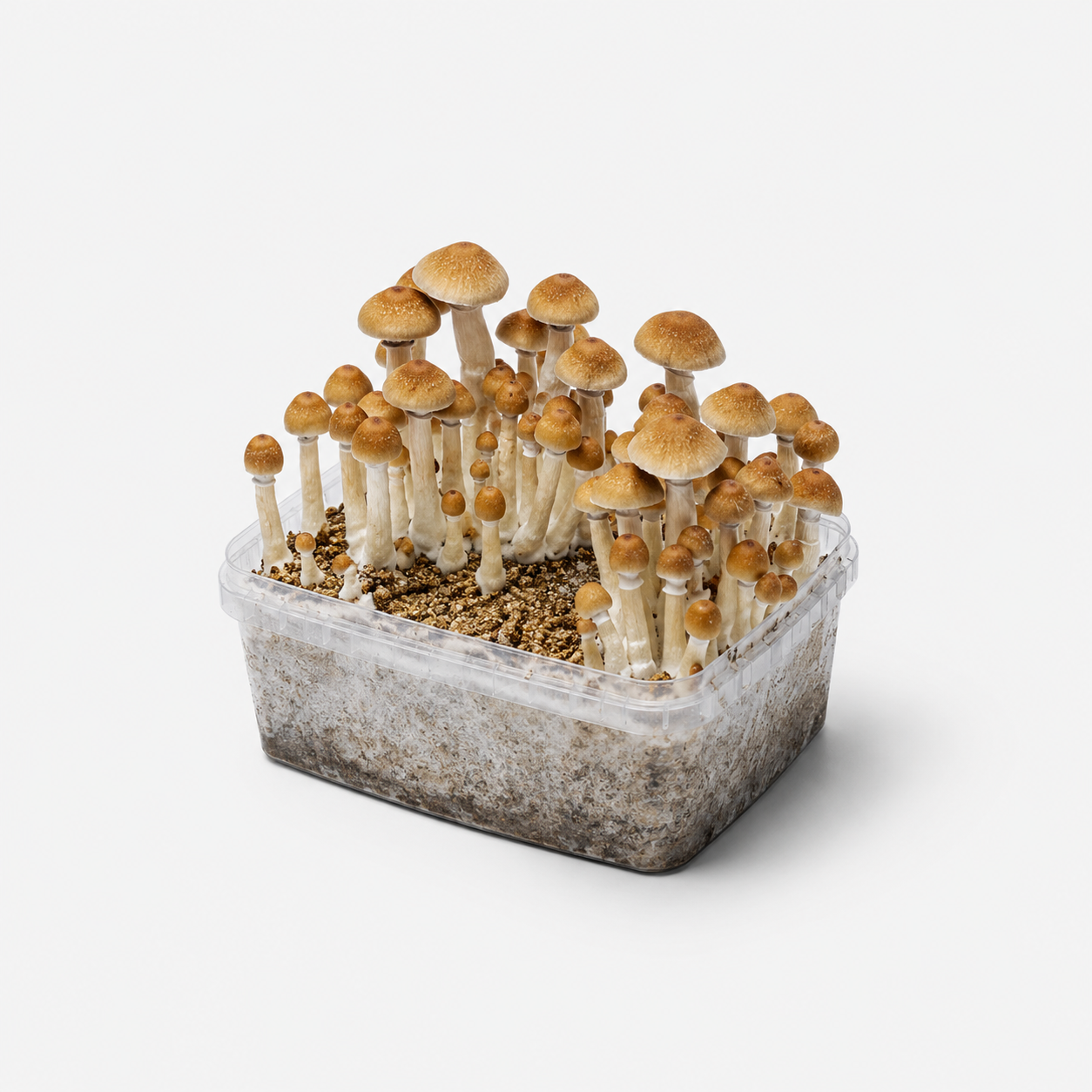 Funghi e prodotti smartshop su sfondo bianco per categoria PopperDimension